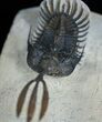 Trident Nosed Walliserops Trilobite #1994-3